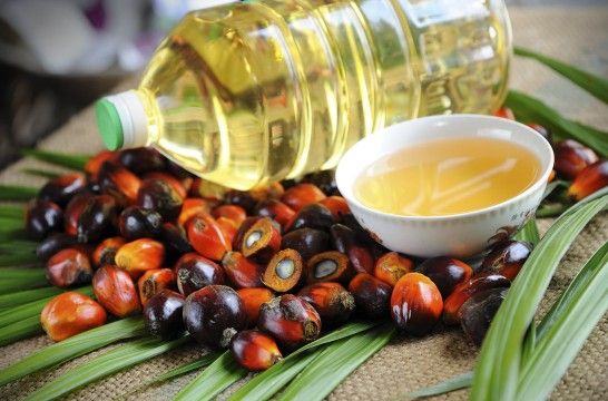 El aceite de Palma peligra para la salud y el medio ambiente